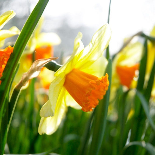  Fortissimo Large Cupped Daffodil