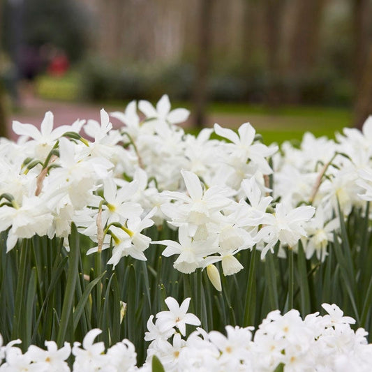  Thalia Daffodil
