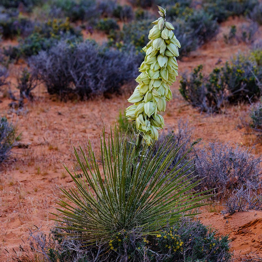  Narrowleaf Yucca