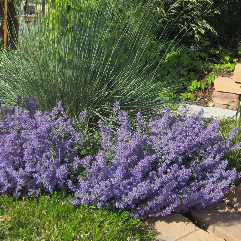  Select Blue Nepeta