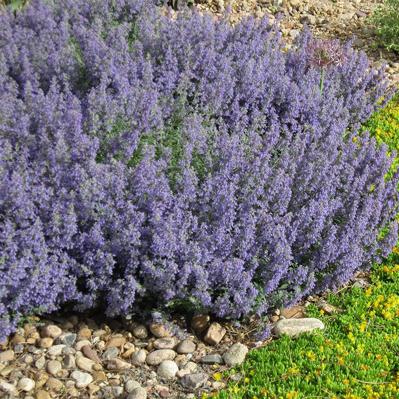  Select Blue Nepeta