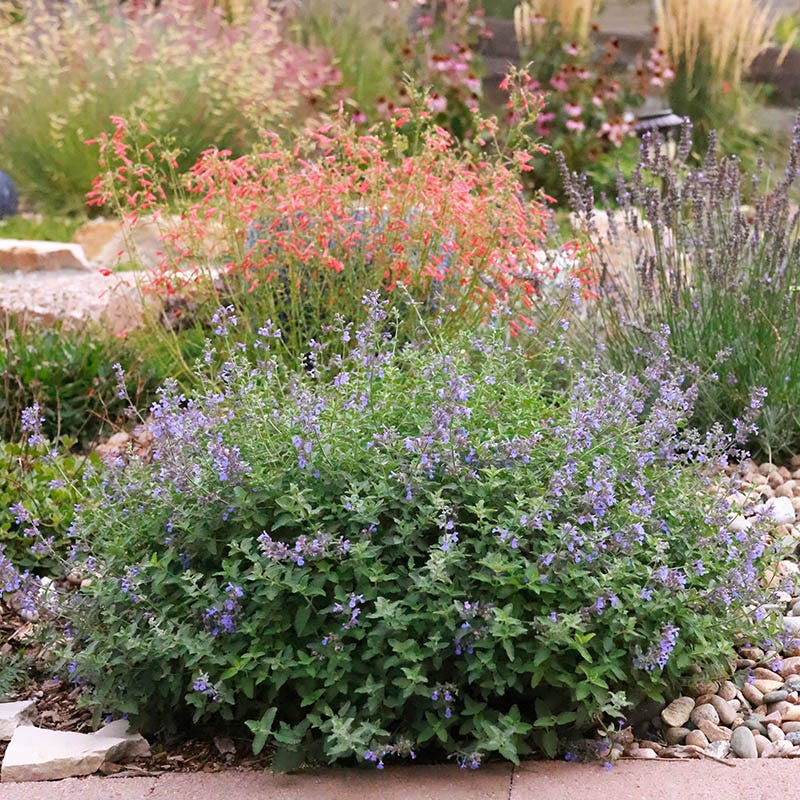  Jumbo Waterwise Extension Collection