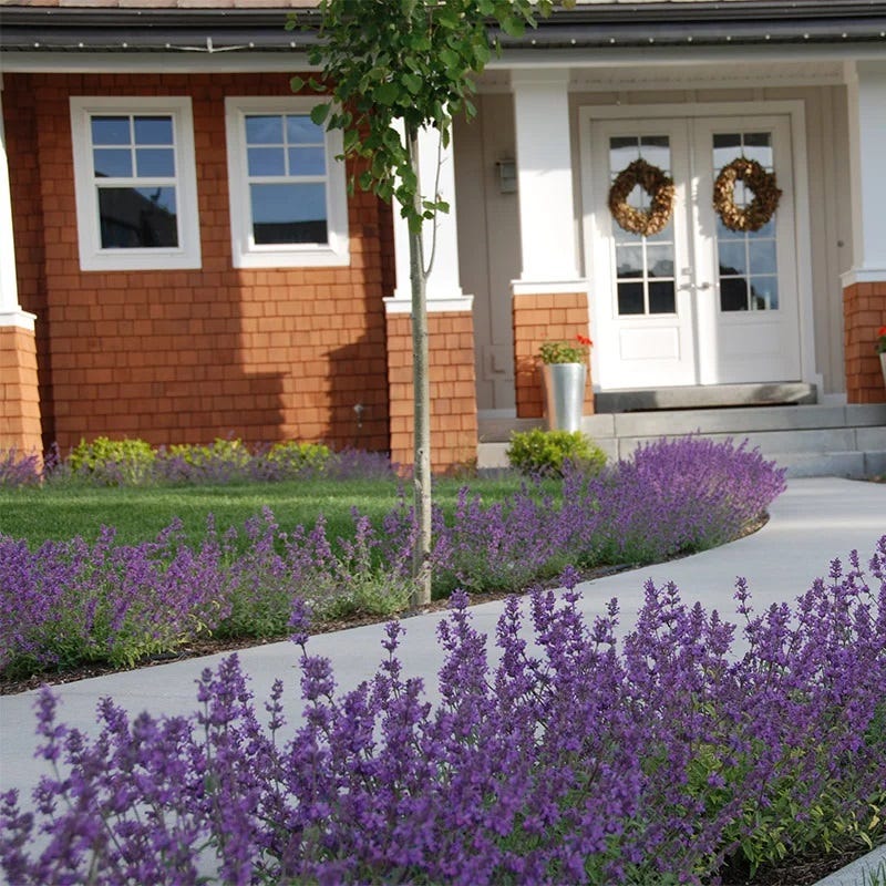  Little Trudy® Nepeta