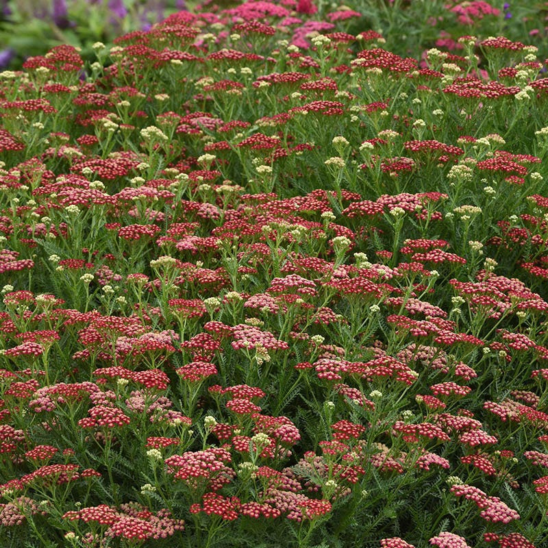 New Vintage™ Red Yarrow