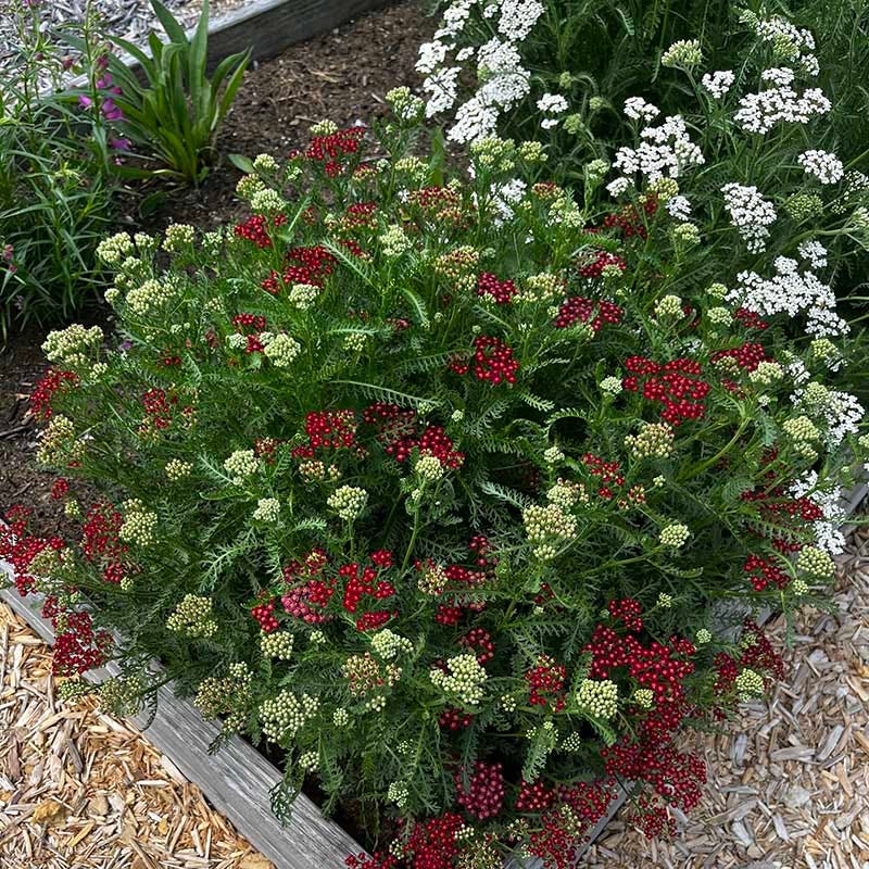  New Vintage™ Red Yarrow