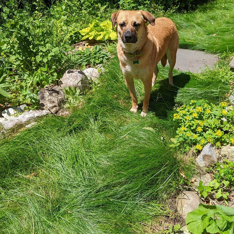  No Mow Lawn Grass Seed