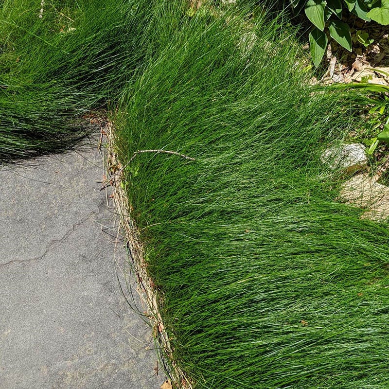  No Mow Lawn Grass Seed