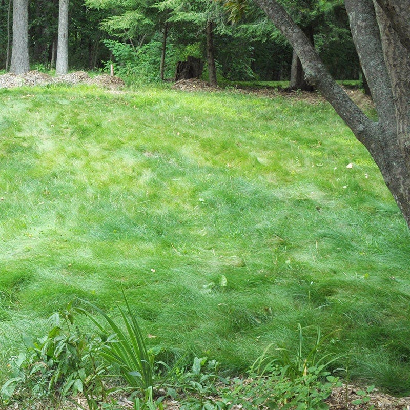  No Mow Lawn Grass Seed