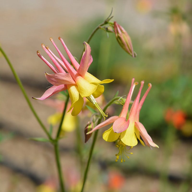 Barneby's Columbine