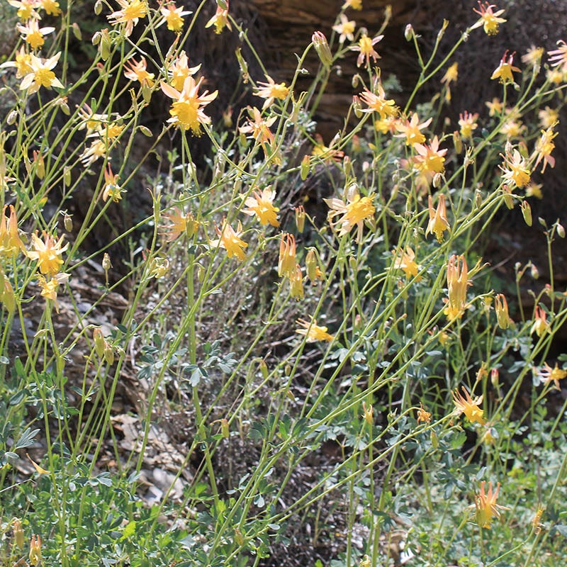  Barneby's Columbine