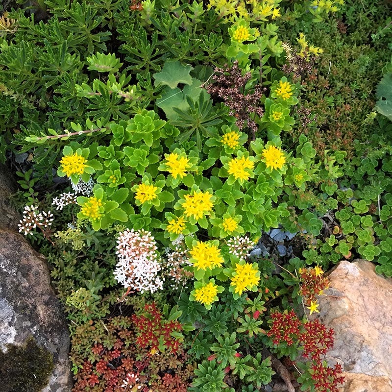  Orange Stonecrop