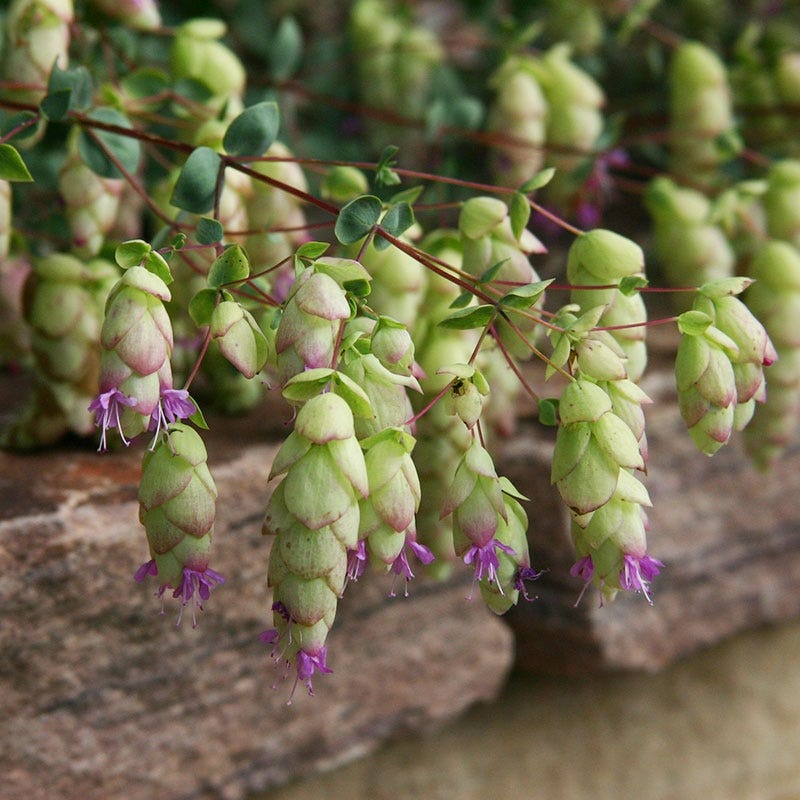  Cascading Hopflower Oregano