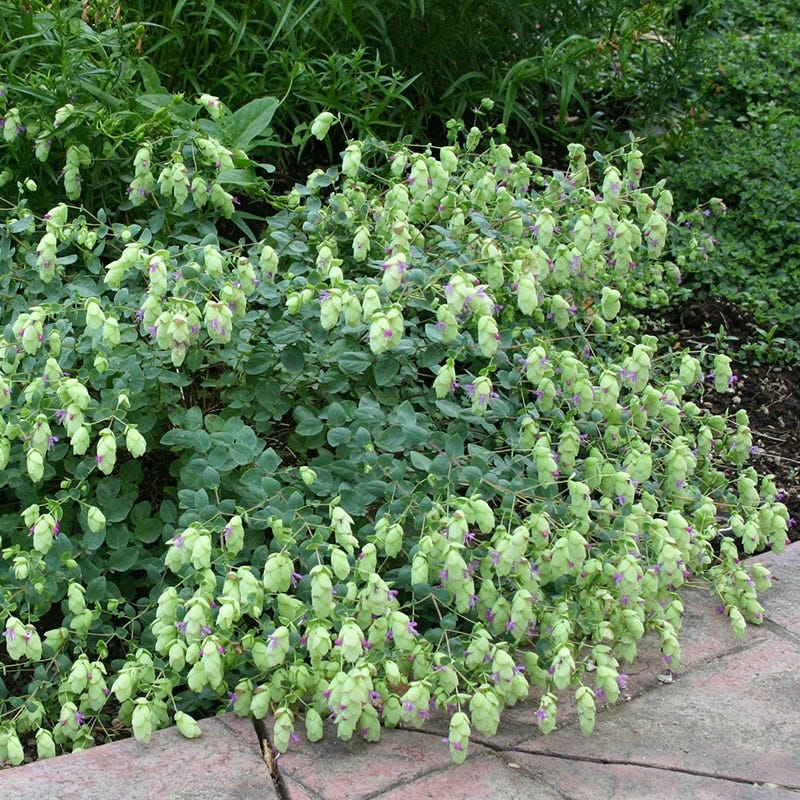  Cascading Hopflower Oregano