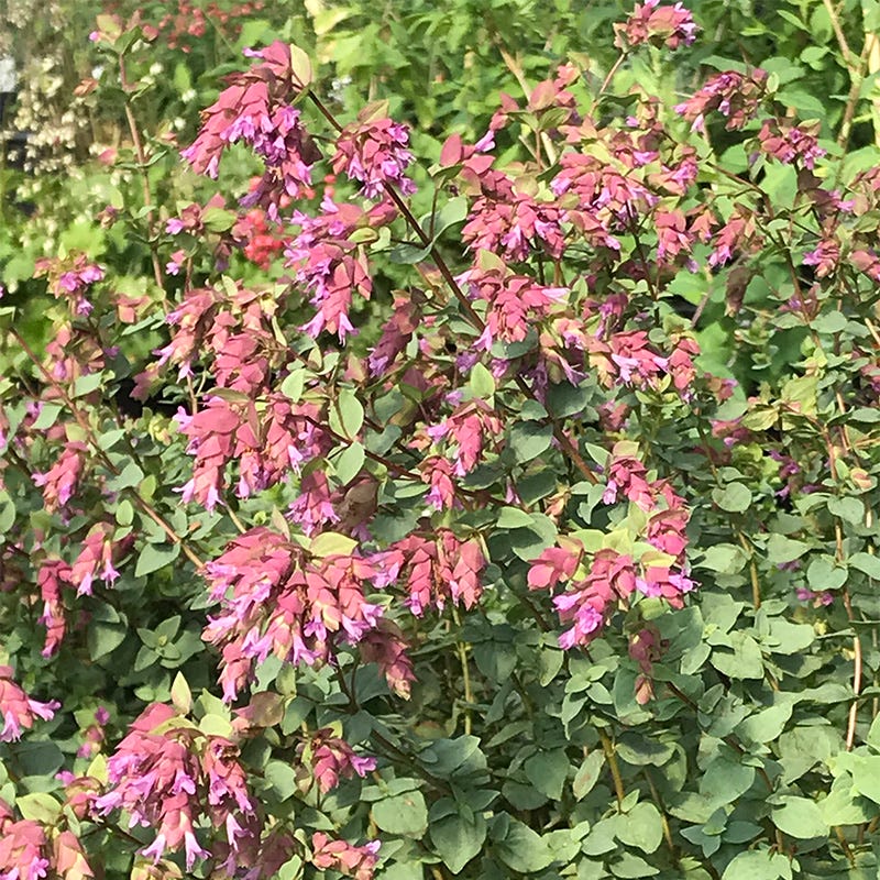  Bristol Cross Oregano