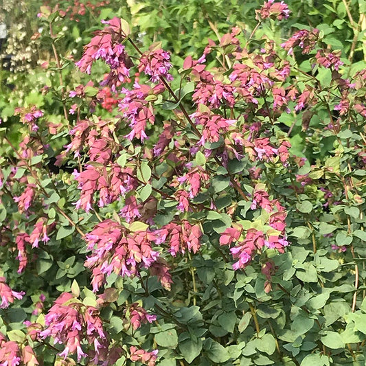  Bristol Cross Oregano