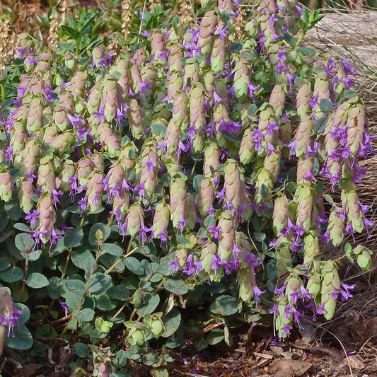  Cascading Hopflower Oregano