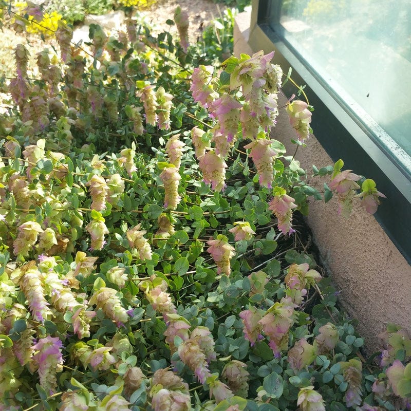  Cascading Hopflower Oregano