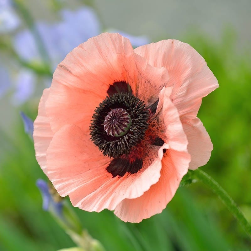  Princess Louise Oriental Poppy