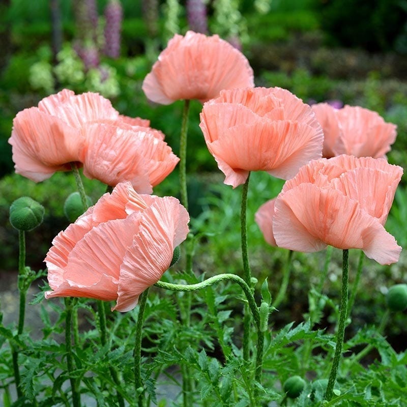  Princess Louise Oriental Poppy