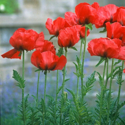  Beauty Of Livermere Oriental Poppy