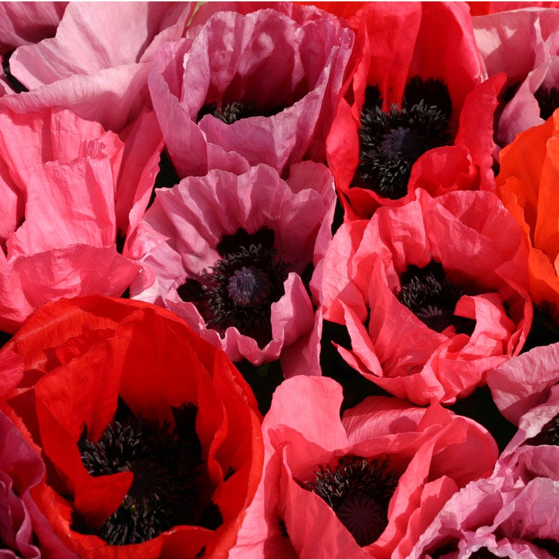  Fruit Punch Oriental Poppy