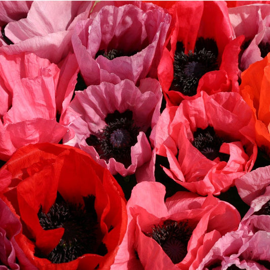  Fruit Punch Oriental Poppy