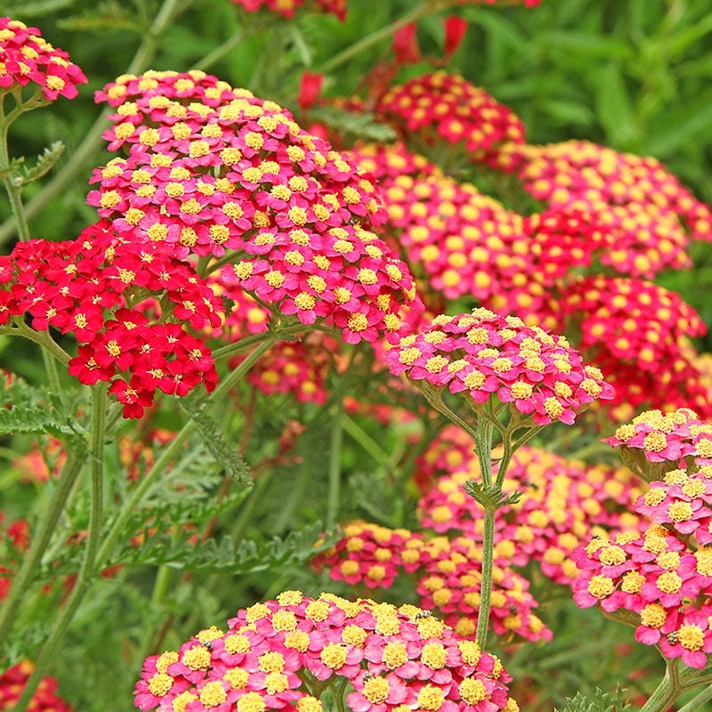  Paprika Yarrow