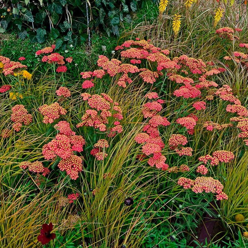 Paprika Yarrow