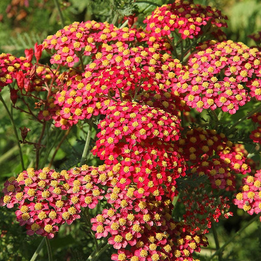  Paprika Yarrow