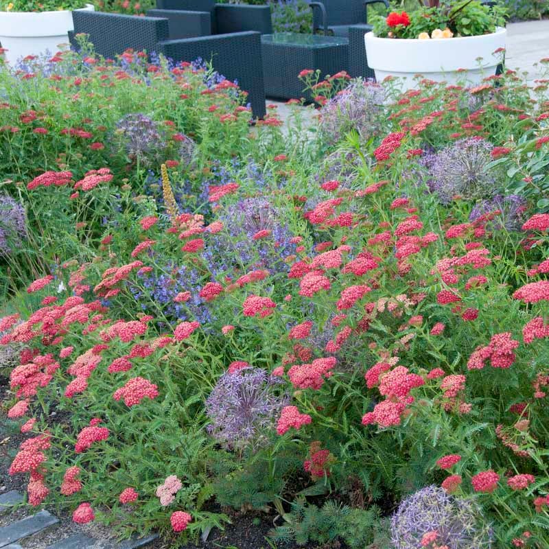  Paprika Yarrow
