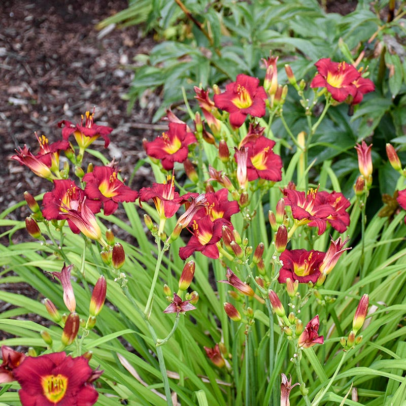  Pardon Me Reblooming Daylily