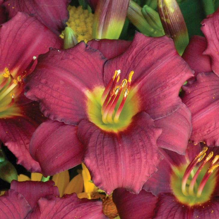  Pardon Me Reblooming Daylily