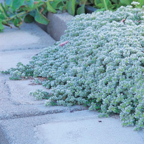  Paronychia (Silver Nailwort)