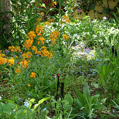  Partial Shade Wildflower Seed Mix