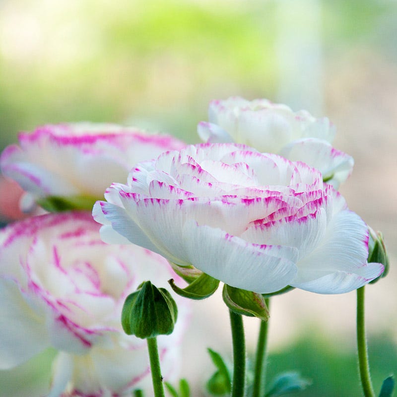  Pastel Ranunculus Mix