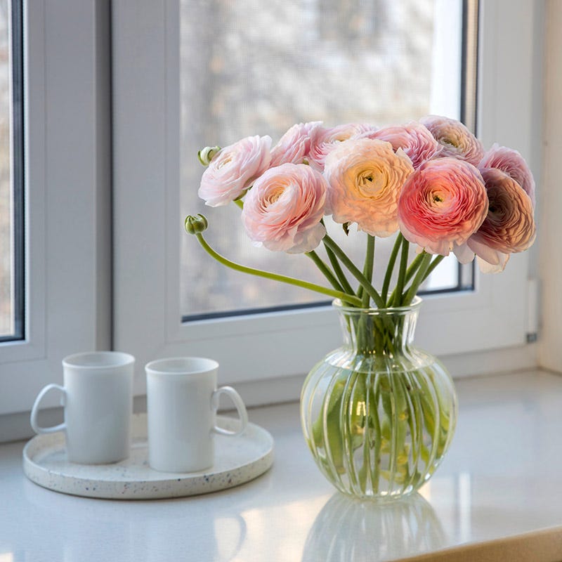 Pastel Ranunculus Mix