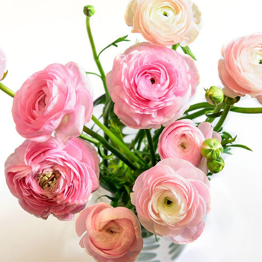  Pastel Ranunculus Mix