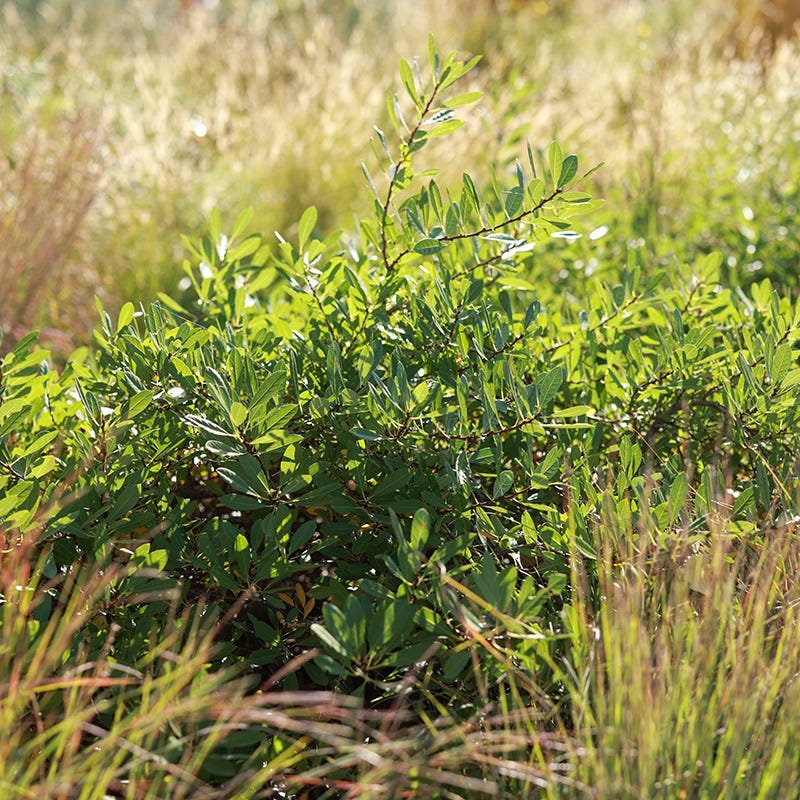  Pawnee Buttes® Sand Cherry (Prunus)