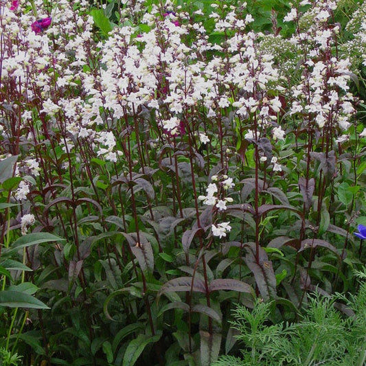  Husker Red Penstemon