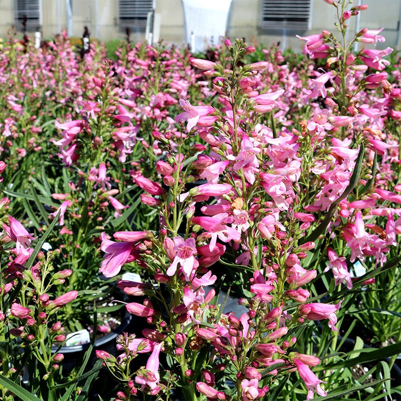  Pristine™ Pink Penstemon