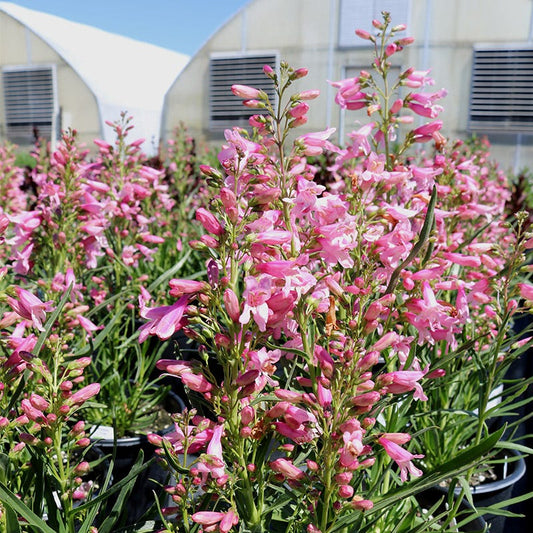  Pristine™ Pink Penstemon