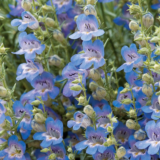  High Country Gardens Signature Collection