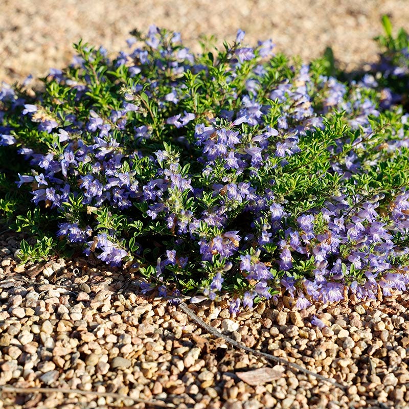  Waggon Wheel® Bluemat Penstemon