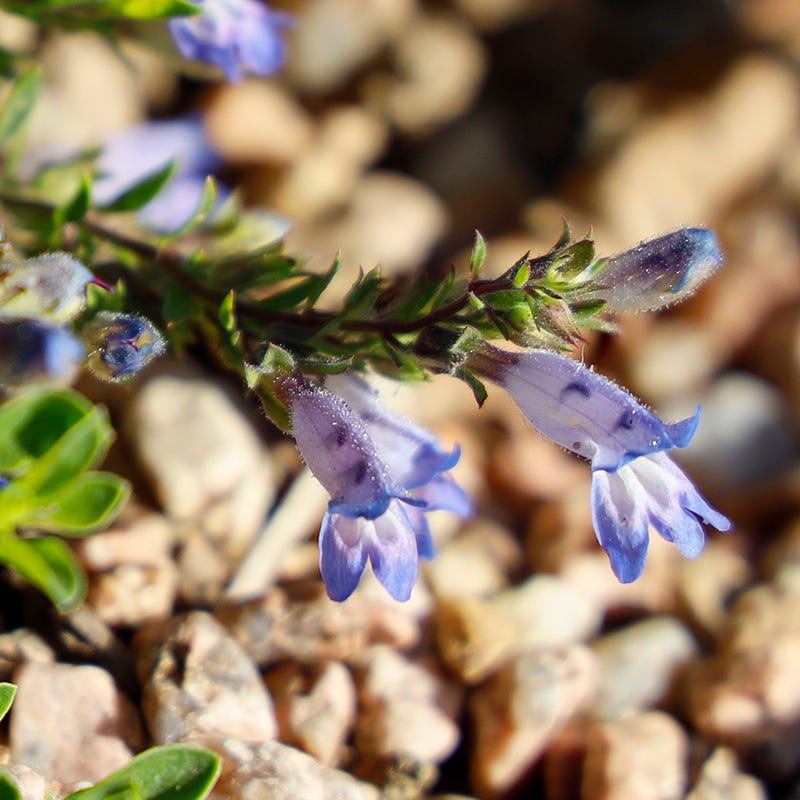  Waggon Wheel® Bluemat Penstemon