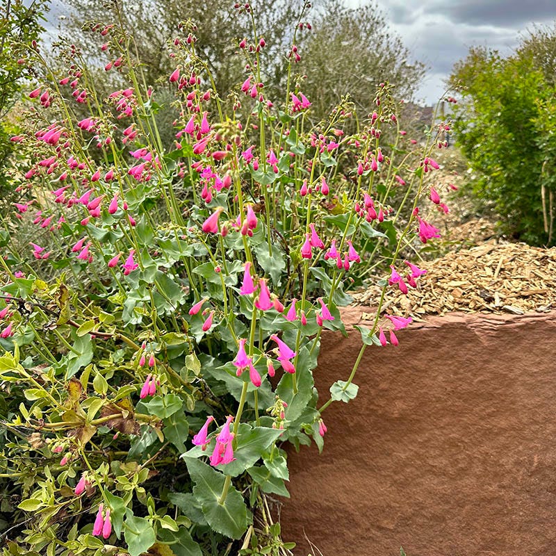  Sunset Crater Penstemon