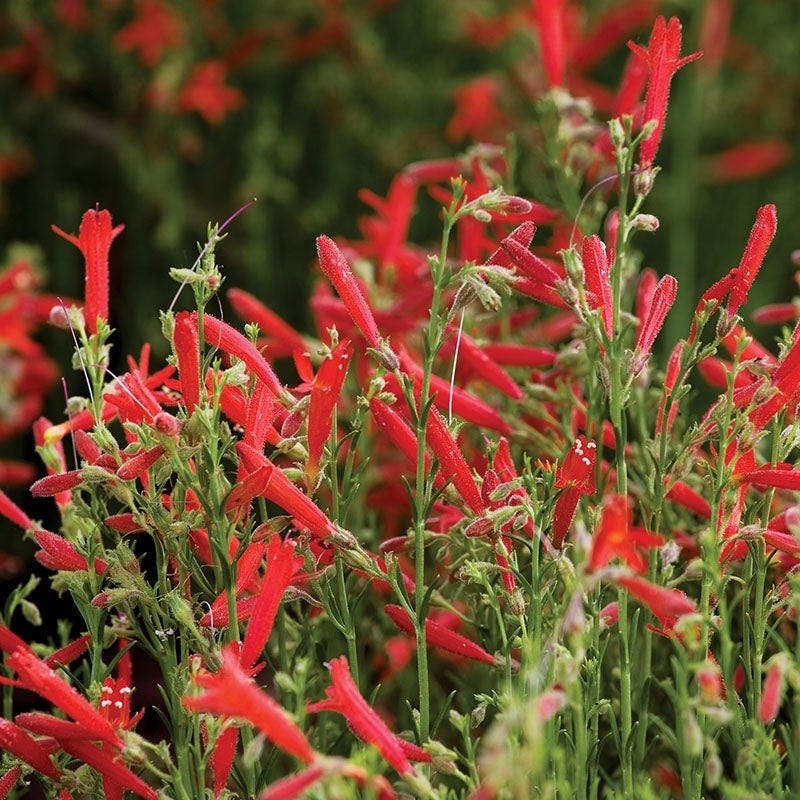  Habitat Hero Birdwatcher Pre-Planned Garden