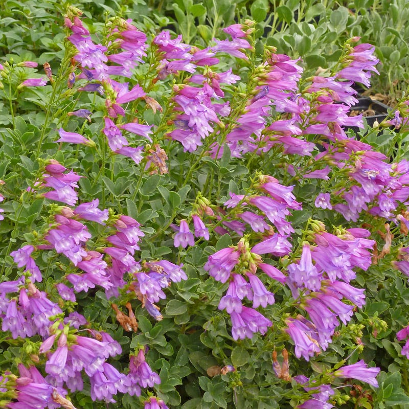 Davidson's Penstemon