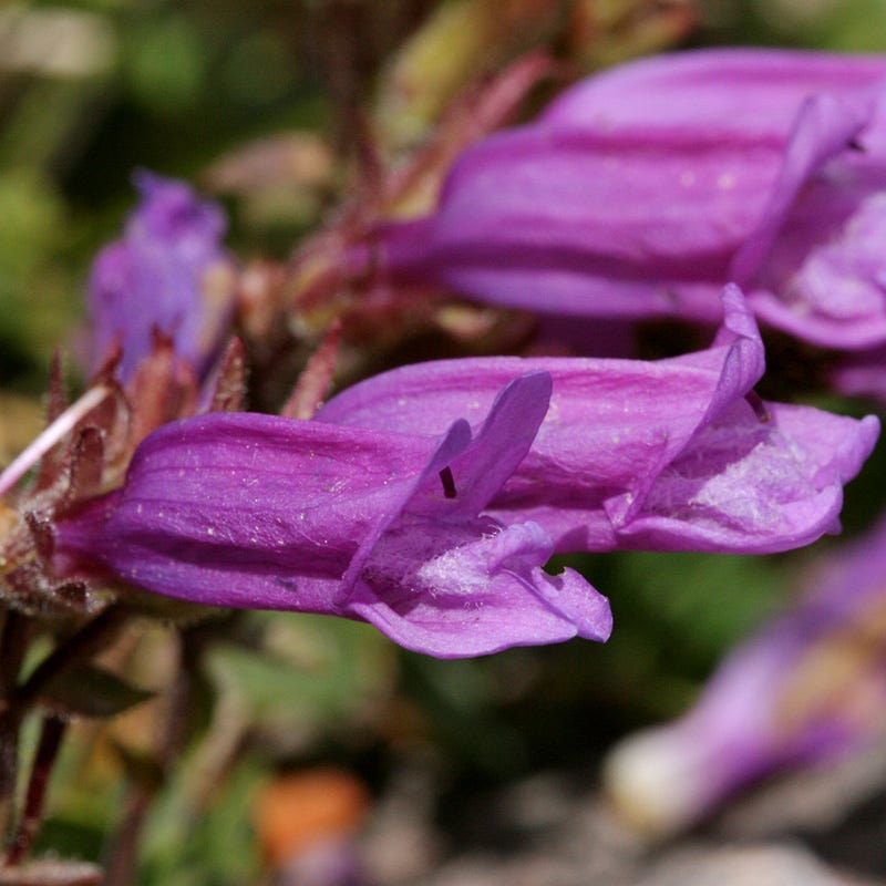  Davidson's Penstemon