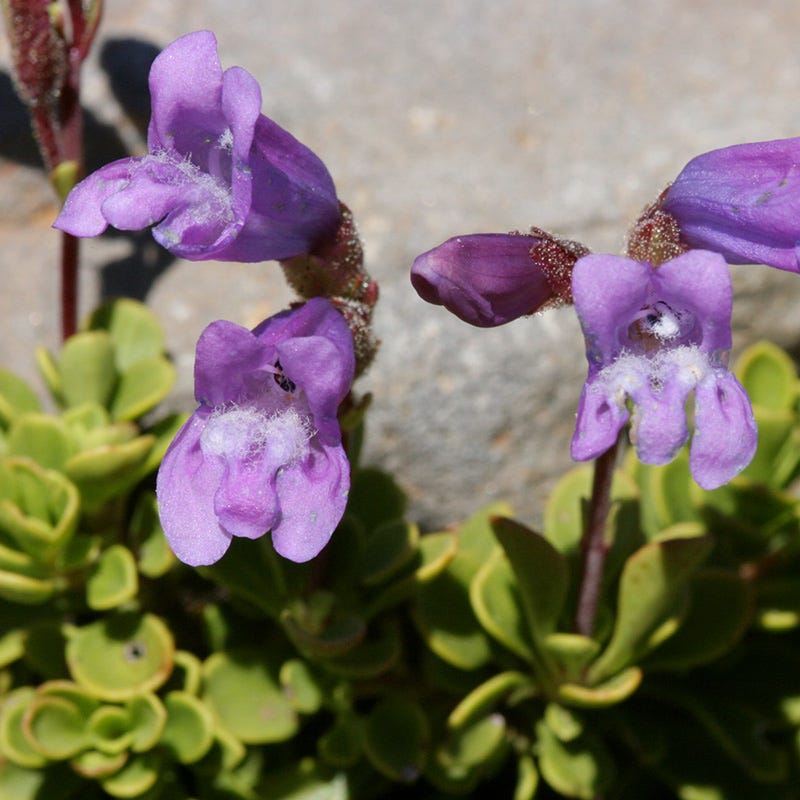  Davidson's Penstemon