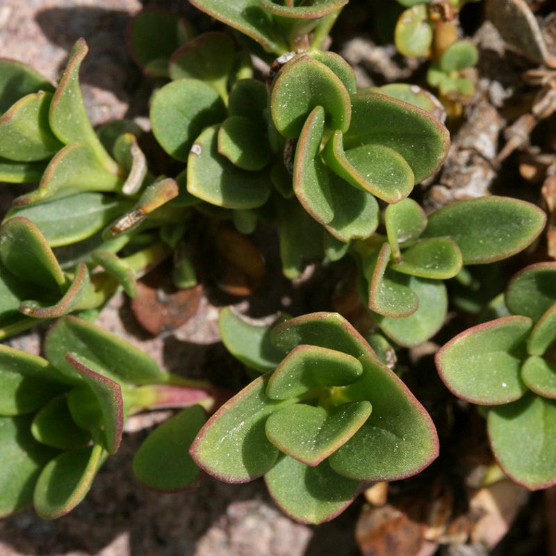  Davidson's Penstemon